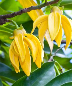Ylang Essential Oil, Extra