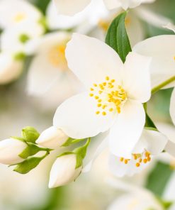 Jasmin Absolute 3% Dilute In Grapeseed